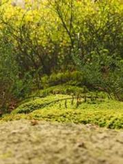 Awakening of the Mas