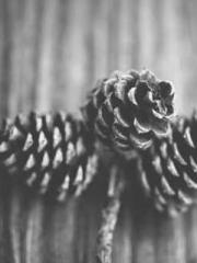 Shen Ning Ran Bao Ji