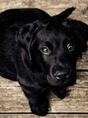 Wang Xuan Mu Qingyue