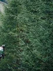 lt;Natural Disasters