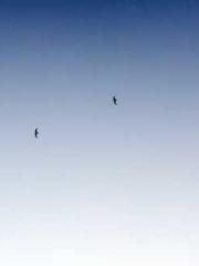 The Stand-in Wife Wa