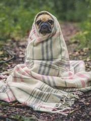 Wang Xuan Mu Qingyue