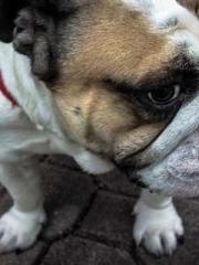 Reborn in the Apocal