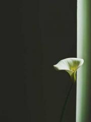 lt;lt;lt;The Peerles